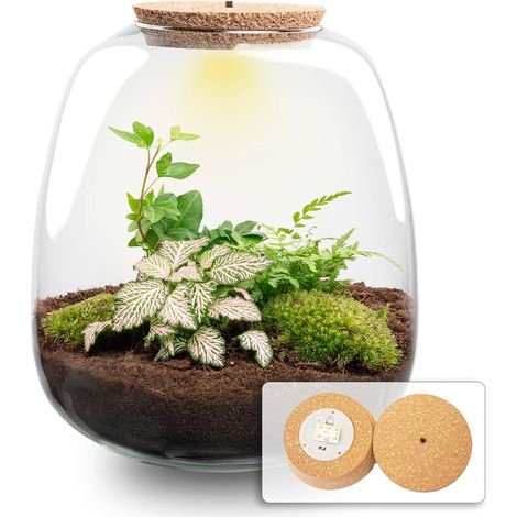 Kit DIY Terrarium de Plantes Écosystème Fermé avec Éclairage LED Ø 23 cm H 25 cm - PANGIVO (1/2)