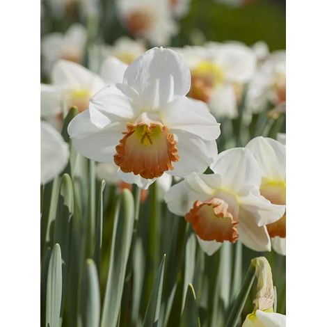 Narcisse à couronne 'Sophie Girl' Bulbe calibre 12+ (par 5) (1/2)