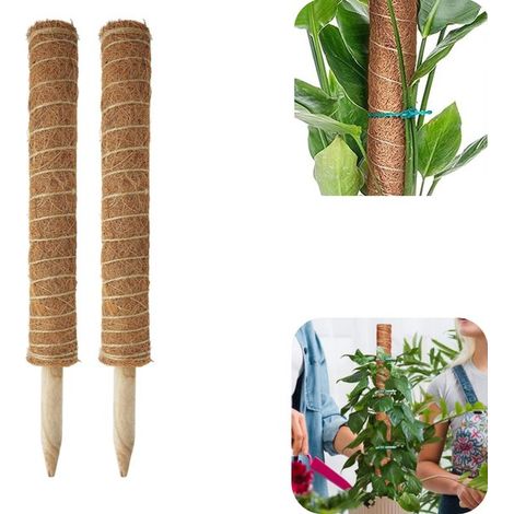 Tuteurs en bois lot de 2 - supports de 50 cm pour philodendron et monstera, brun (1/5)