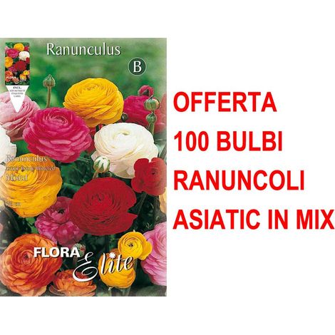 OFFERTA 100 BULBI RANUNCULUS ASIATIC MIXED RANUNCOLI