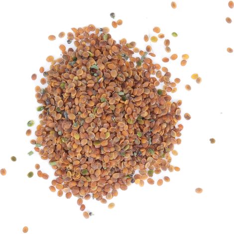 Graines de Lobularia Maritima 50g, haute germination, parfum doux, Alyssum odorant pour jardinage domestique et projets de verdissement. (1/5)