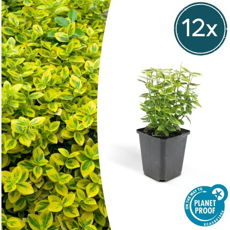 Lot de 12 Fusains de Fortune Emerald 'n Gold Arbuste Persistant Haie Basse 10-25 cm Ø 9 cm - PANGIVO (1/5)