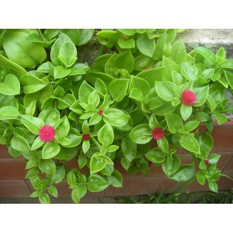 Aptenia cordifolia 5 talee/cuttings  rosa/pink