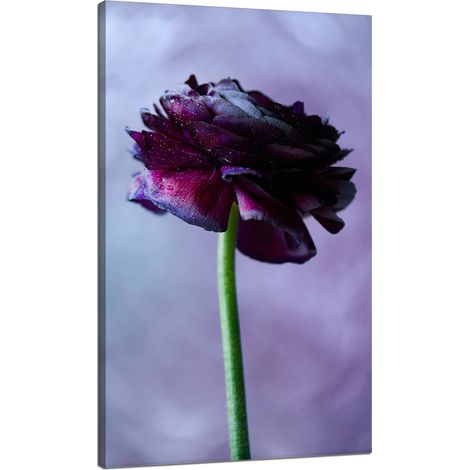 Leinwanddruck Botanik Lila Blume 70x120