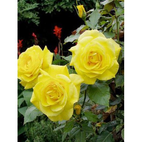 Rosier à fleurs groupées 'Friesia' Pot de 2L/3L (1/3)