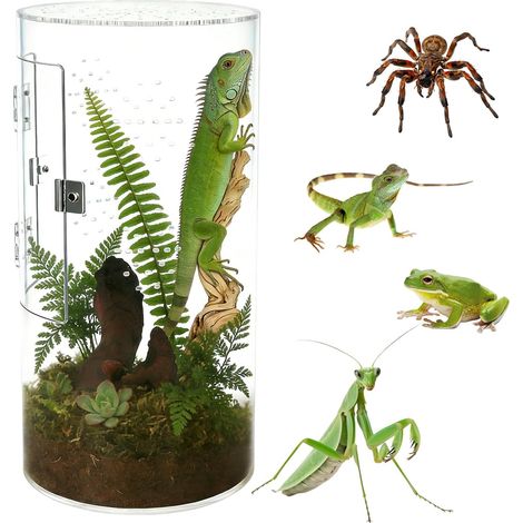 1 Terrarium Cylindrique, Acrylique Renforcé 4mm, Vue 360°, Aération Optimale, Pour Reptiles Et Insectes