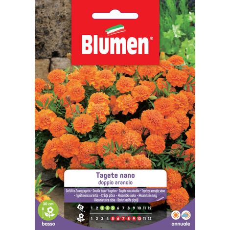SEMI TAGETE NANO DOPPIO ARANCIO BLUMEN