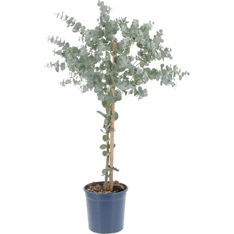 Eucalyptus Gunnii - Alberello di Eucalipto - H 70-80 Vaso Ø 15 cm