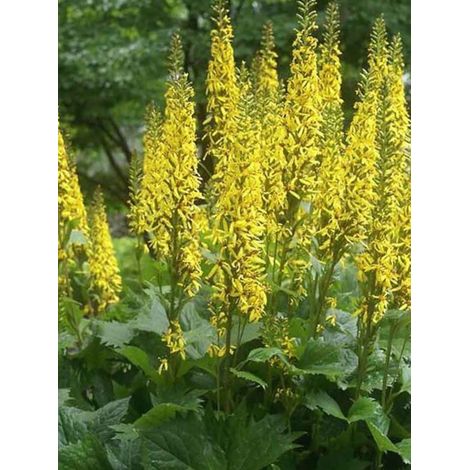 Ligularia hessei 'Lanternchern' Pot de 2L/3L