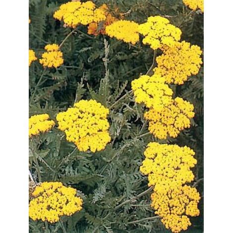 Achillée 'Coronation Gold' Godet de 8/9 cm (1/2)
