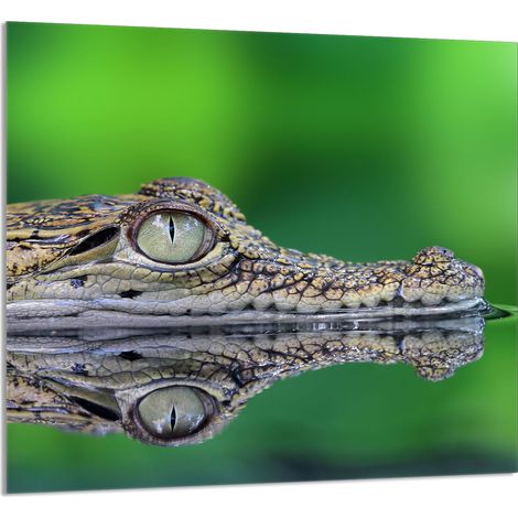 Panneau de verre pour cuisine 65x60 Crocodile (1/5)