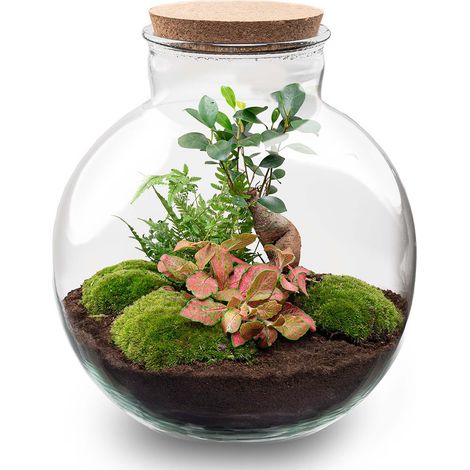 Terrarium Plante Intérieur DIY Kit Complet avec Ficus Ginseng et Fougère Ø 31 x 30 cm - PANGIVO