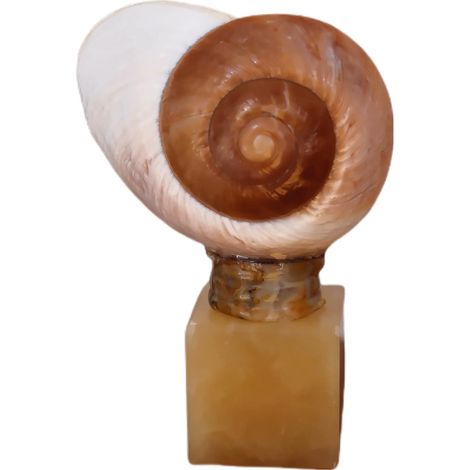 Verre à vin à pied en coquillage naturel, verre artistique en coquillage irrégulier, décoration intérieure.