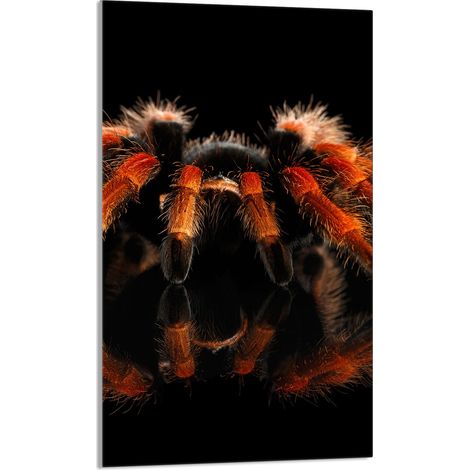 Glasschneidebrett 30x52 Spider (1/5)