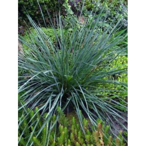 Avoine vivace 'Pendula' Godet de 8/9 cm (1/2)