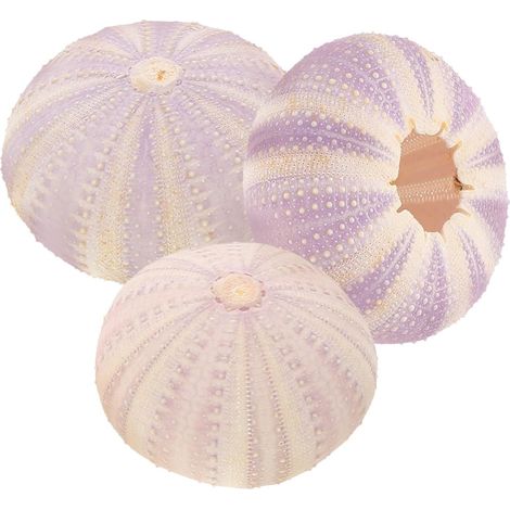 Coquilles d'oursins séchées naturelles Yardwe pour plantes grasses et ananas (1/5)
