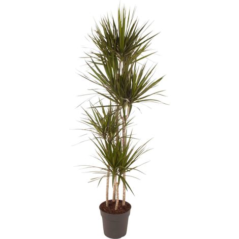 Dragonnier Dracaena Marginata Plante d'Intérieur avec Pot Marron 180 cm ø27 cm - PANGIVO (1/4)