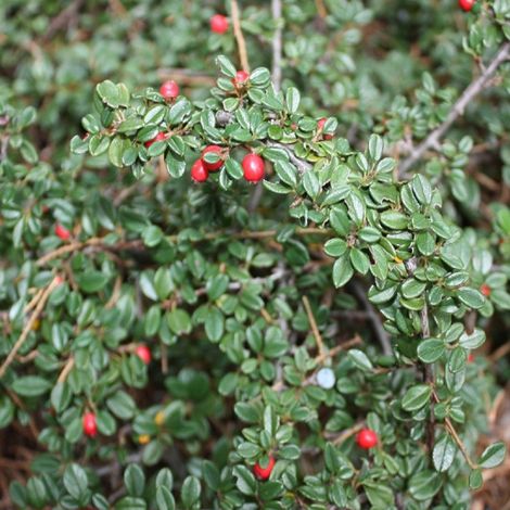 Cotonéaster  - Cotoneaster suecicus 'Skogholm'  - 40-60 cm pot (1/4)