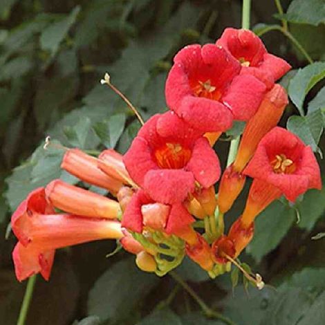 Trompette de virginie - Campsis radicans  - 50-60 cm pot