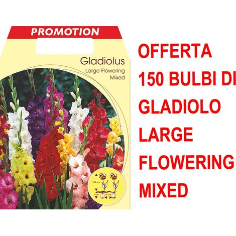 OFFERTA 150 BULBI PRIMAVERILI DI GLADIOLO A FIORI GRANDI MIX DI COLORI BULBO BULBES BULBS