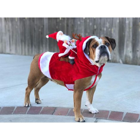 Pull de Noël rouge pour chien avec Père Noël et son chat – L (1/5)
