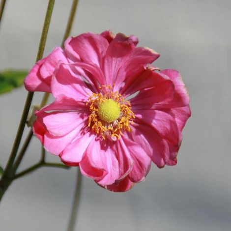 Anémone du Japon Margarete/Godet - 5/20 cm