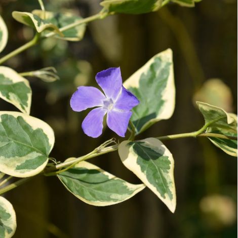 Pervinca "Vinca major variegata" pianta tappezzante sempreverde in vaso  9 cm con canna h. 60 cm (1/5)