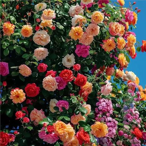 2000 Climbing Rose Seeds, Rose Flower Seeds, Year-Round Blooming, Lovely Blooms, Ideal for Patios, Balconies & Gardens (1/5)