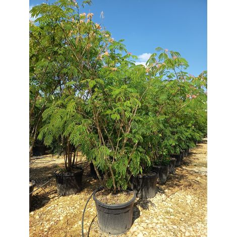 ALBIZIA JULIBRISSIN MULTITRONCO 80 Lt.150