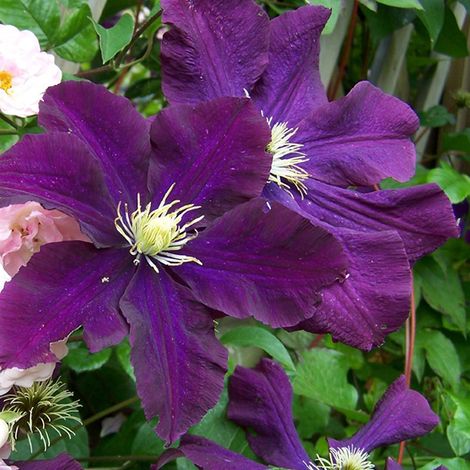 Clématite  - Clematis 'Warszawska Nike'  - 50-60 cm pot