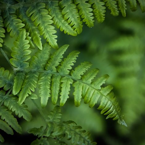 Fougère à peigne Herrenhausen - Polystichum setiferum Herrenhausen 50/60 cm Godet 9cm