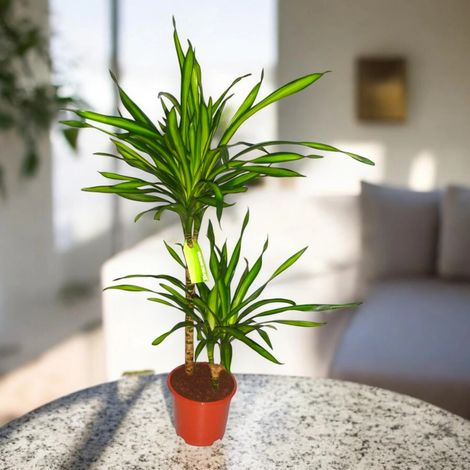 Gardenaria Dracaena fragrans 'Riki' - Pianta da interno ornamentale - Altezza: 140 cm (vaso 30) (1/5)