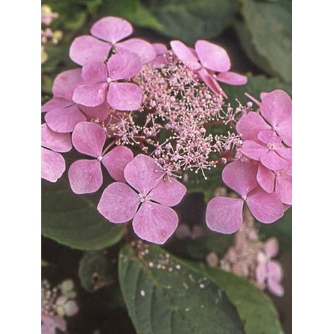 Hortensia 'Graciosa' Pot de 2L/3L (1/2)