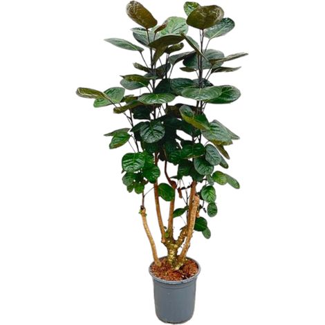 Polyscias Fabian - Plante d'Intérieur Aralia - Feuilles Vert Foncé et Pourpres - 100 cm - ø24 cm - PANGIVO (1/4)