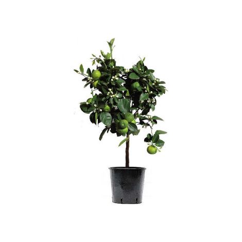 Lime "Citrus aurantifolia" "Limetta messicana" pianta adulta innestata in vaso ø22 cm