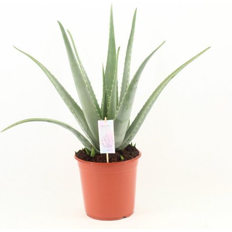 Aloe Vera Plante succulente d’intérieur Feuillage vert Pot 24 cm Hauteur 70 cm - PANGIVO