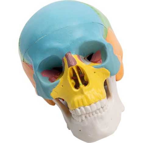 Modèle de Crâne Miniaturisé Coloré en Pvc 3 Parties Détachables et Mâchoire Mobile, Compact et Décoratif pour Halloween et Studios (1/5)