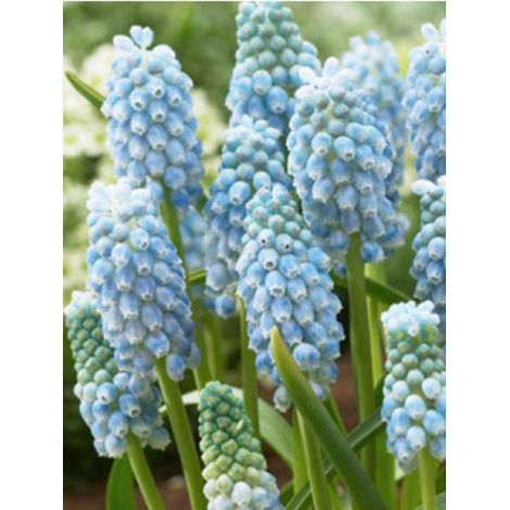 Muscari  'Peppermint' Bulbe calibre 7+ (par 20) (1/2)