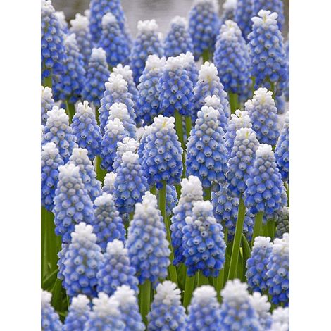 Muscari 'Ocean Magic' Bulbe calibre 7+ (par 20) (1/2)
