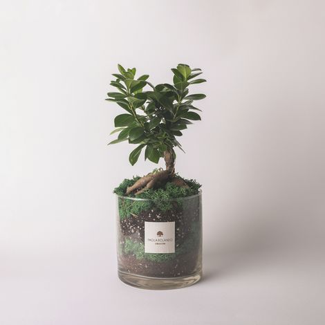 Bonsai Ficus Ginseng in vaso vetro decorazione bomboniera Amazzonia