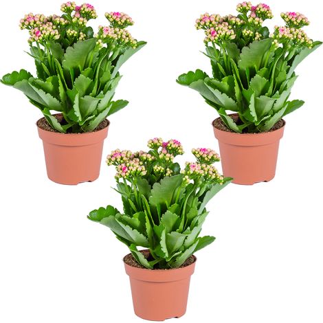 Bloomique - Lot de 3 - Kalanchoé - Fleurs roses - Plante d'extérieur et d'intérieur - Hauteur 15-25 cm - Pot 12 cm