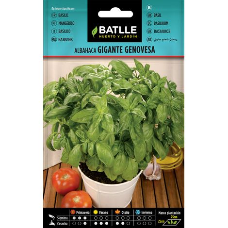 Batlle Semillas de Albahaca Gigante Genovesa - 3 Bolsitas