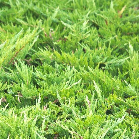 Genévrier sabine Tamariscifolia, Juniperus/Pot de 3L - 20/40 cm (1/2)
