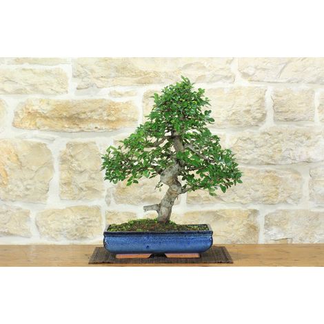 Bonsai di Olmo Cinese (155)