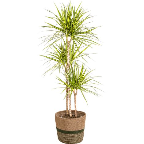 Dracaena Marginata Sunray - Dragonnier Plante d'Intérieur - Pot Ø24cm - Hauteur 130-150cm - PANGIVO (1/5)