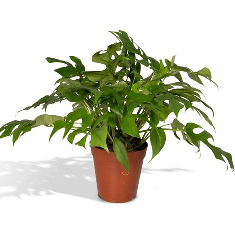 Monstera Minima Plante d’Intérieur Feuillage Perforé Pot 15 cm Hauteur 25 cm - PANGIVO (1/5)