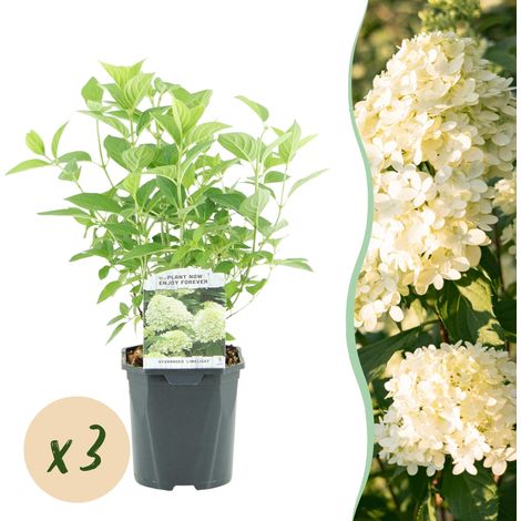 Hydrangea Paniculata Limelight - Lot de 3 Hortensias Paniculés Blanc Crème - Pot 17cm 50cm - PANGIVO (1/5)
