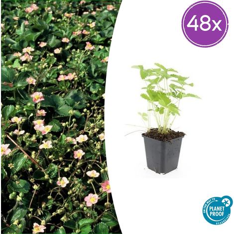 Fraisier des Bois Fragaria Vesca Plante Couvre-Sol pour Bordure Rocaille Jardin Lot de 48 (1/5)