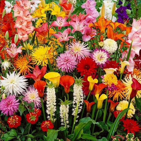 Mélange d'été - Collection Bordure Économique - 50 pièces - Bulbes de fleurs - Multicolores - Tubercules pour le jardin (1/2)