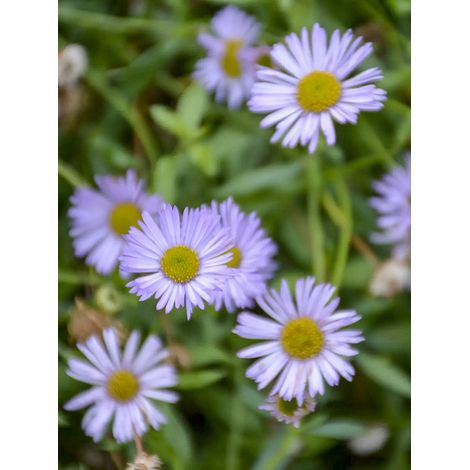Vergerette de Karvinsky 'Lavender Lady' Godet de 8/9 cm (1/2)